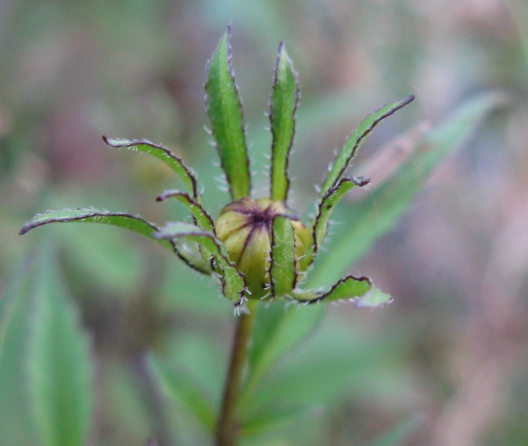 Bidens frondosa / Forbicina peduncolata